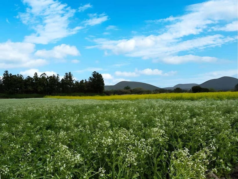 Jeju: K-Drama Spot When Life Gives You Tangerines Hotel Pick - Ora-dong begins the day with flowers and open space