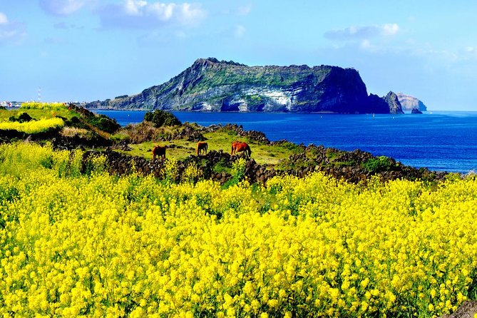 Jeju Premium Small Group UNESCO Day Tour - East Course - Why this east Jeju day works well