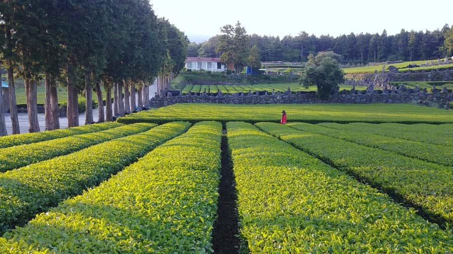 Jeju Premium Small Group UNESCO Day Tour - South - The best parts of this Jeju day