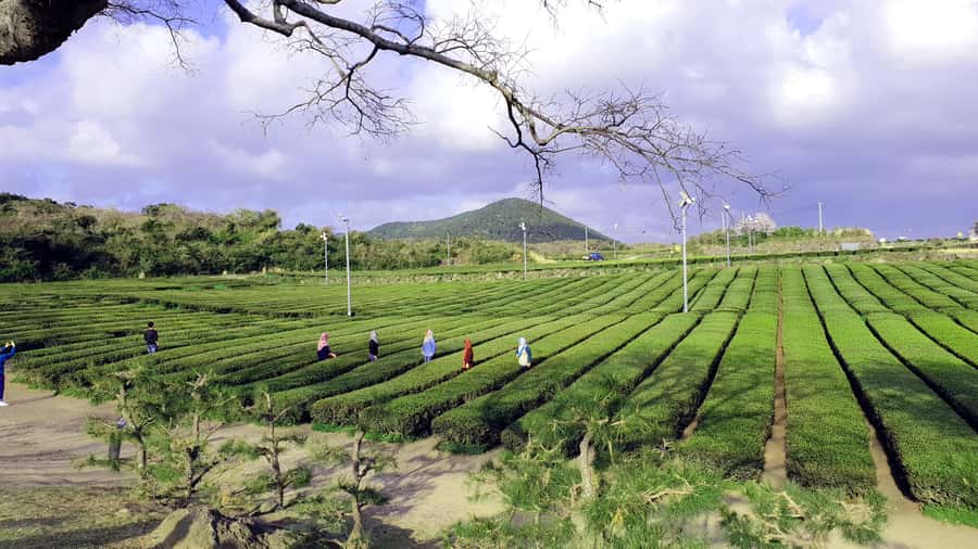 Jeju Premium Small Group UNESCO Day Tour - West - The Aewol Coastal Road and Jeju’s western shore