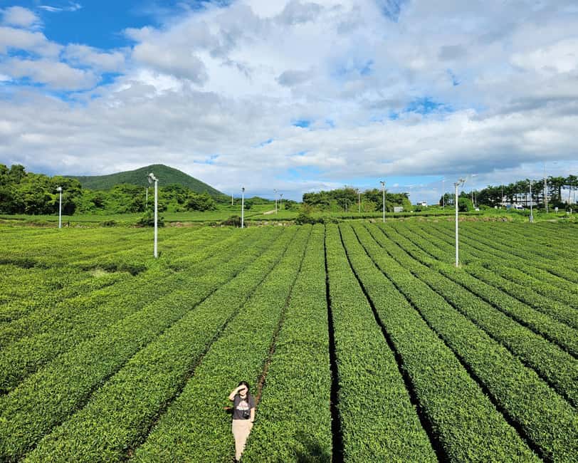 Jeju Private Taxi Tour with a Licenced English Guide-Driver - What $211 Buys You on Jeju