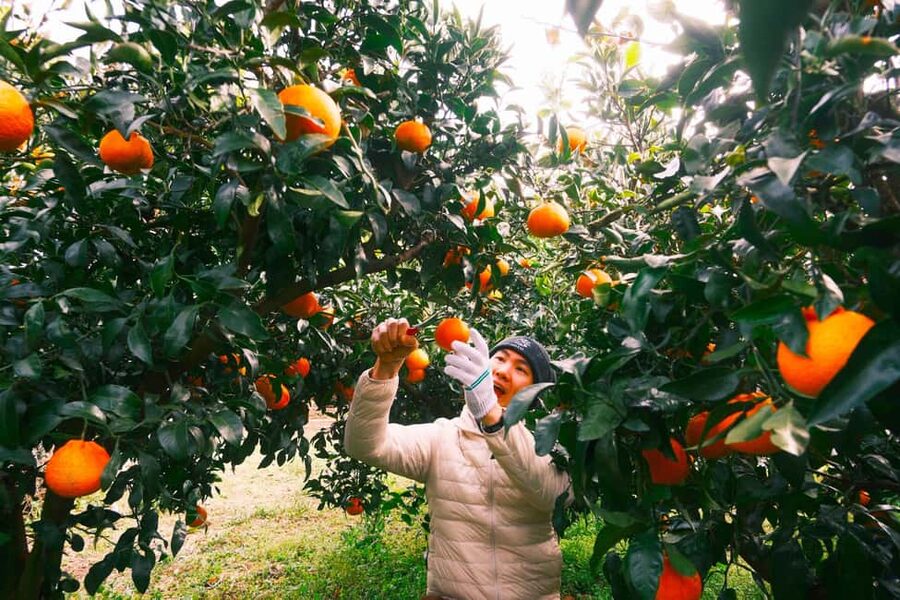 Jeju: Small Group Tour w/Pink Muhly & Tangerine Picking - Key points to know before booking
