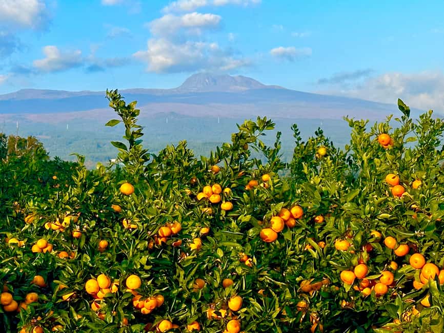 Jeju: Small Group Tour w/Pink Muhly & Tangerine Picking - Why this Jeju day tour works well in autumn
