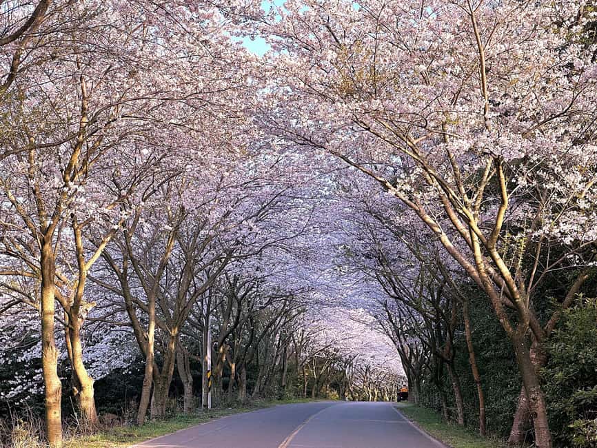Jeju South: Cherry Blossom Tour & Tangerine Cafe - Key Details Before You Book