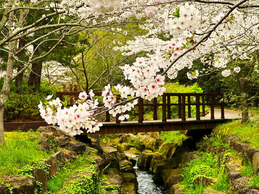Jeju South: Cherry Blossom Tour & Tangerine Cafe - Why This Jeju Day Tour Works