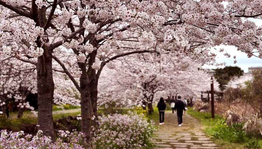 Jeju South: Cherry Blossom Tour & Tangerine Cafe - Cherry Blossoms at Yerae Eco Park