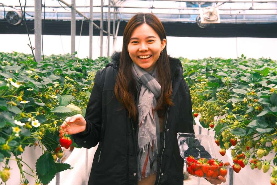Jeju South: Cherry Blossom Tour & Tangerine Cafe - O’Sulloc Tea Museum and Innisfree Jeju House