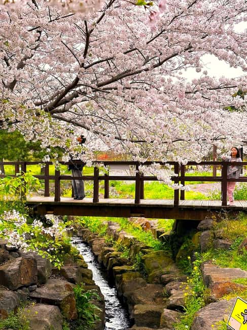 Jeju South: Cherry Blossom Tour & Tangerine Cafe - Hallasan’s Lava Rocks and Eorimok Bridge