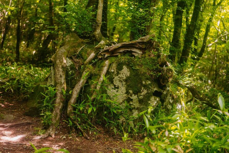 Jeju South: Small Group Healing Tour w/Mt.Halla & Olle Trail - What the $105 price really covers