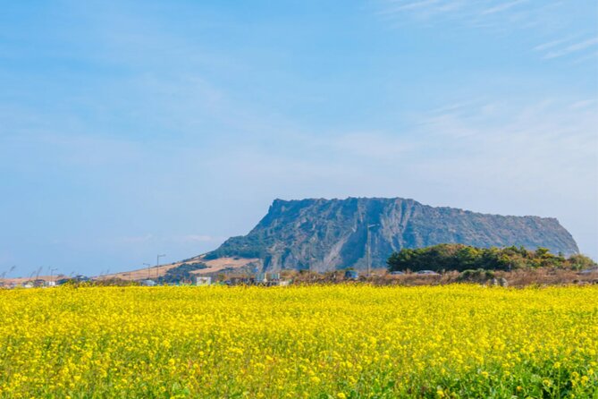 Jeju: UNESCO-Listed Southern Authentic Day Tour - Hueree Natural Life Park and the choice to stop early