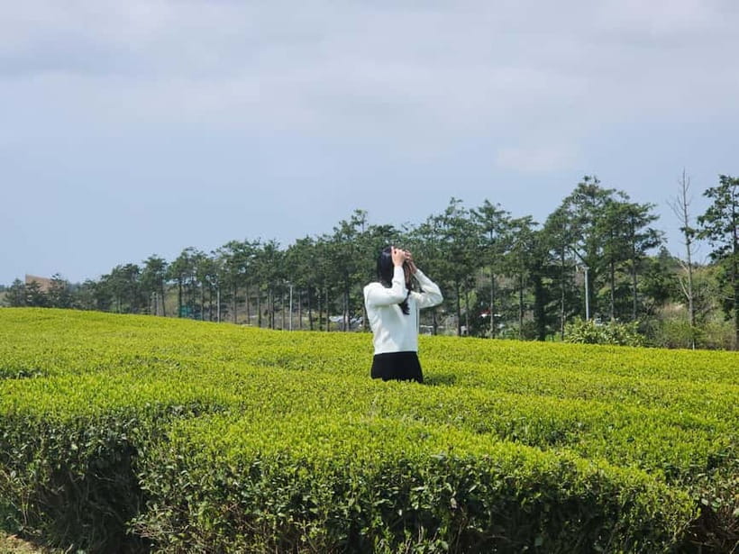 Jeju: West & South Full-Day Authentic Tour - O’sulloc Tea Museum and the green tea fields