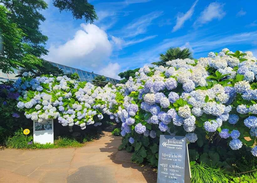 Jeju: Western & Southern Jeju Hydrangea Festival Tour - Why this Jeju day tour works
