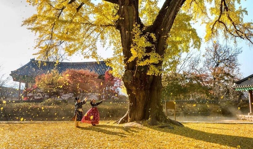 Jeonju Hanok Village Full-Day Tour:Jangtaesan Autumn Foliage - Weather, cancellation, and practical planning