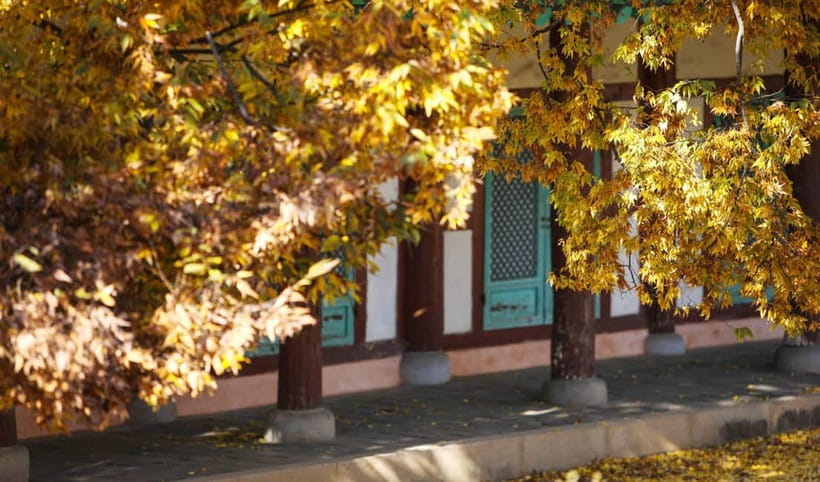 Jeonju Hanok Village Full-Day Tour:Jangtaesan Autumn Foliage - Is $74 good value?