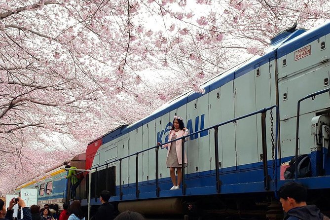 Jinhae Cherry Blossom + Busan Sunrise from Seoul - Why this overnight trip exists