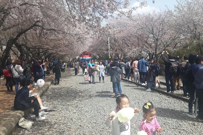 Jinhae Cherry Blossom + Busan Sunrise from Seoul - Sunrise at Haedong Yonggungsa Temple