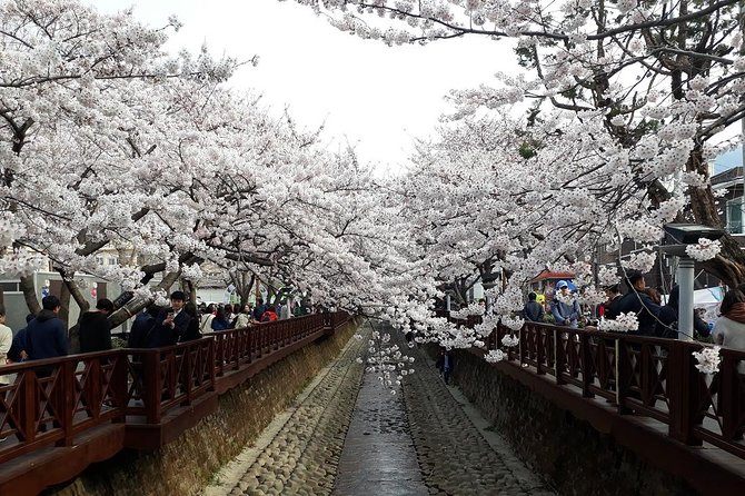 Jinhae Cherry Blossom + Busan Sunrise from Seoul - From Busan to Jinhae’s festival streets