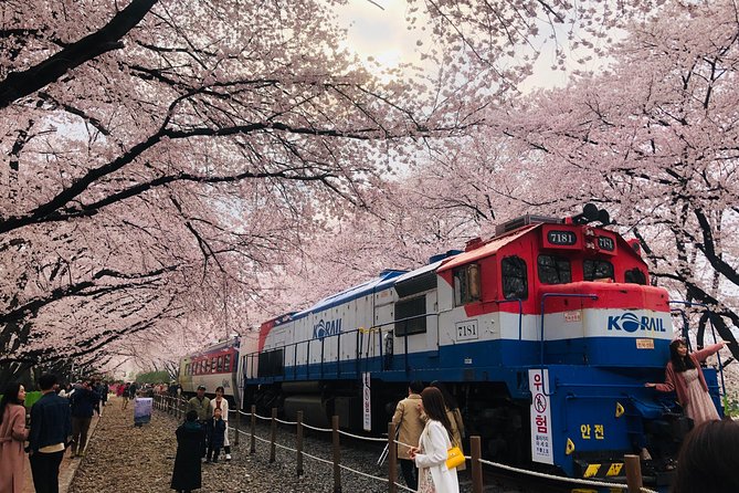 Jinhae Cherry Blossom + Busan Sunrise from Seoul - The biggest risk: blossom timing