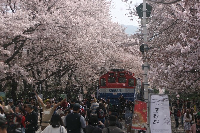 Jinhae Cherry Blossom Day trip from Busan - A Spring Adventure! - Key points at a glance