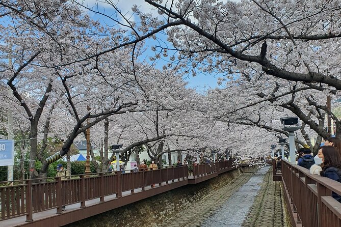 Jinhae Cherry Blossom Day trip from Busan - A Spring Adventure! - Starting from Busan at 9:30 am