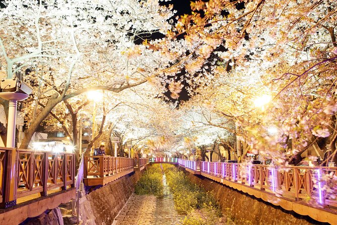Jinhae Cherry Blossom Day trip from Busan - A Spring Adventure! - Gyeonghwa Station Cherry Blossom Road