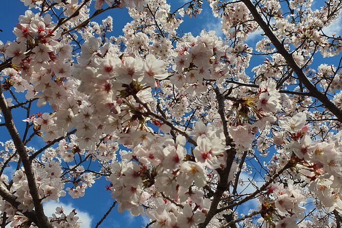 Jinhae Cherry Blossom Day trip from Busan - A Spring Adventure! - Yeojwacheon Stream and Romance Bridge