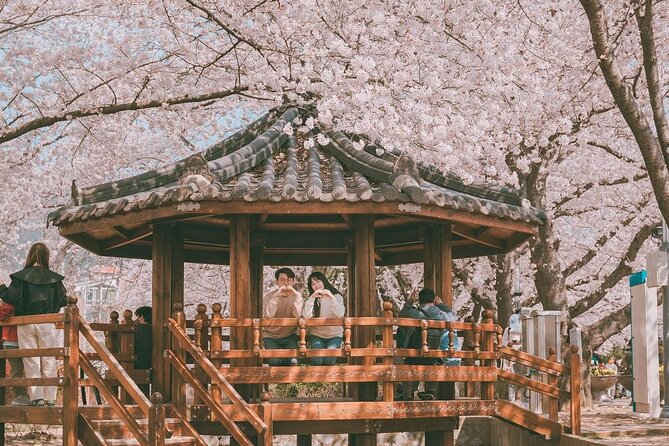 Jinhae Pink Cherry Blossom One Day Tour From Busan - Key details before you book