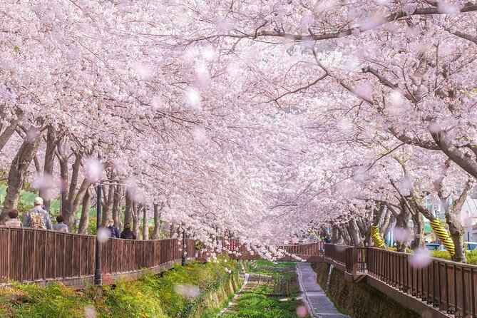 Jinhae Pink Cherry Blossom One Day Tour From Busan - The 11-hour ride from Busan