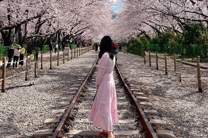 Jinhae Pink Cherry Blossom One Day Tour From Busan - Yeojwacheon Stream: three hours by the water