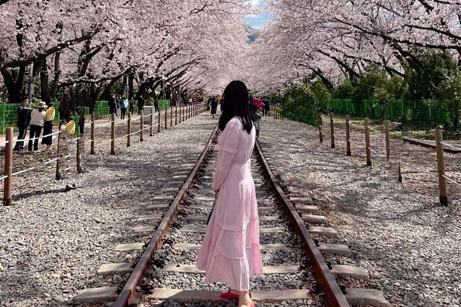 Jinhae Pink Cherry Blossom One Day Tour From Busan - What $38.39 really gets you