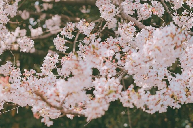 Jinhae Pink Cherry Blossom One Day Tour From Busan - Large-group convenience, not private touring