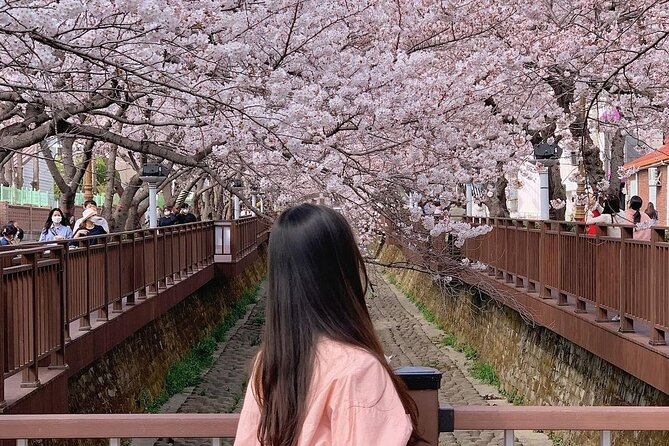 Jinhae Pink Cherry Blossom One Day Tour From Busan - When the weather and flowers cooperate