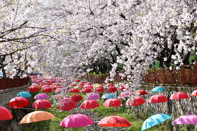 Jinhae Pink Cherry Blossom One Day Tour From Busan - Gyeonghwa Station: two hours beneath the blossoms