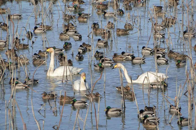 Junam Wetlands and Haeinsa Temple Tour - What the private format really adds