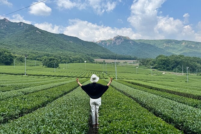 Korean Green Tea Tour - from Boseong to Gangjin (Private) - Key Details at a Glance