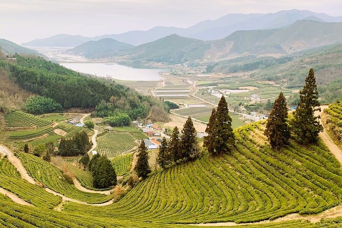 Korean Green Tea Tour - from Boseong to Gangjin (Private) - Starting from Gwangju at 9:30 a.m.