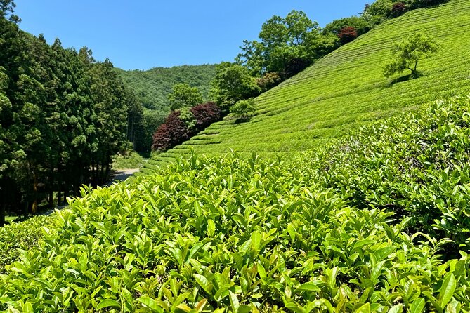 Korean Green Tea Tour - from Boseong to Gangjin (Private) - Korea Tea Museum: Turning a Pretty Visit into a Useful Lesson