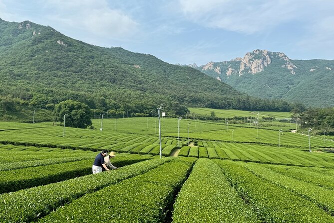 Korean Green Tea Tour - from Boseong to Gangjin (Private) - Nokcha-ro and Choroknip Tea Farm