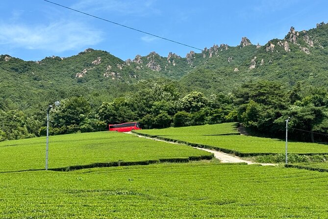 Korean Green Tea Tour - from Boseong to Gangjin (Private) - Daehan Dawon: Boseong’s Famous Green Hills