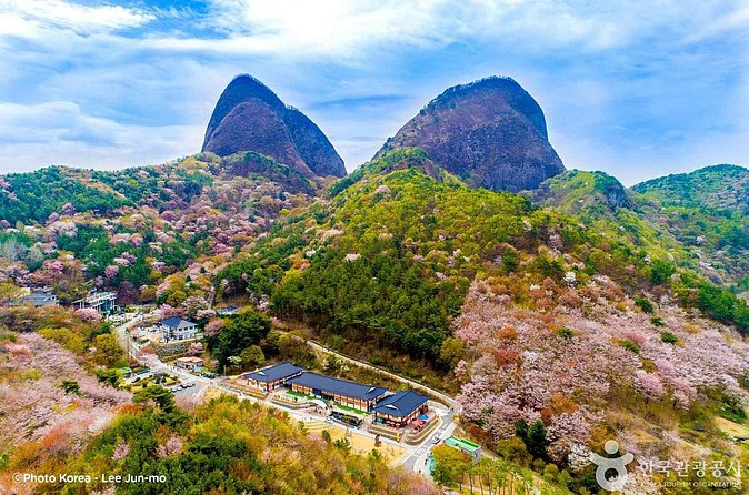 Maisan Cherry Blossom and Jeonju Hanok Village - Is $71.43 good value from Seoul?