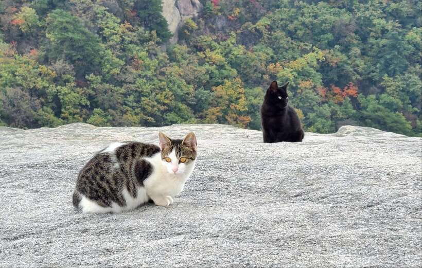 Marvel of Nature: Hiking in Bukhansan Mountain National Park - Is $311 good value for a private group?