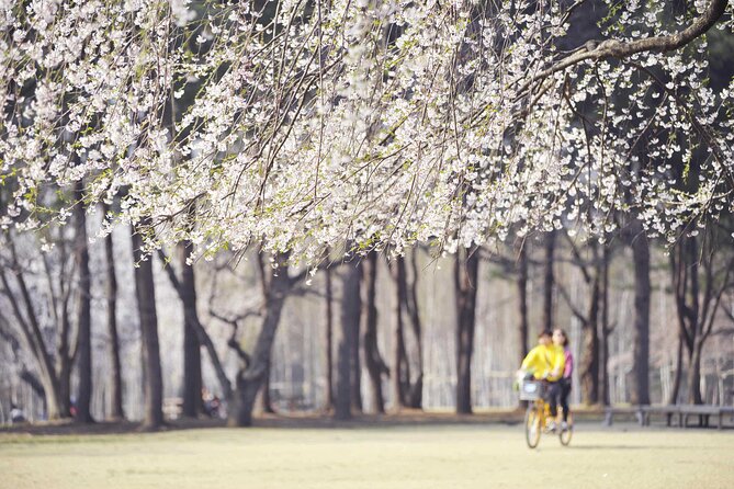 Mount Seorak and Nami Island One Day Tour from Seoul - Who will enjoy this 12-hour outing