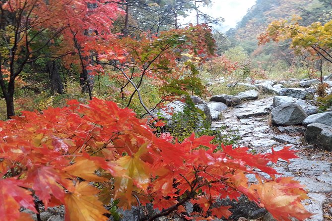 Mt. Seorak+Nami Island+Garden of Morning Calm Day Trip from Seoul - The Garden of Morning Calm after the crowds