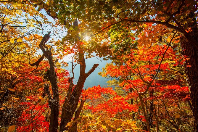 Naejangsan National Park Autumn Foliage One Day Tour from Seoul - Practical advice for making the day easier
