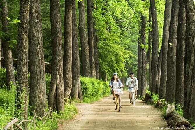 Nami Island and Petite France Private Tour - Nami Island and its famous tree-lined paths