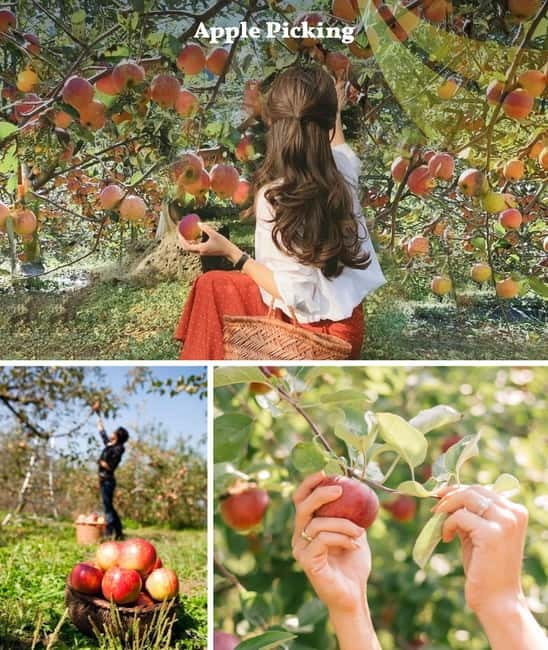 Nami Island, Apple Picking & Railbike Day Trip from Seoul - Why this day trip works from Seoul