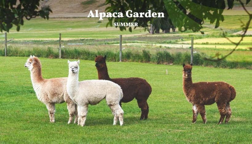 Nami Island, Railbike & Alpaca Garden Day Trip from Seoul - Why this countryside day trip works