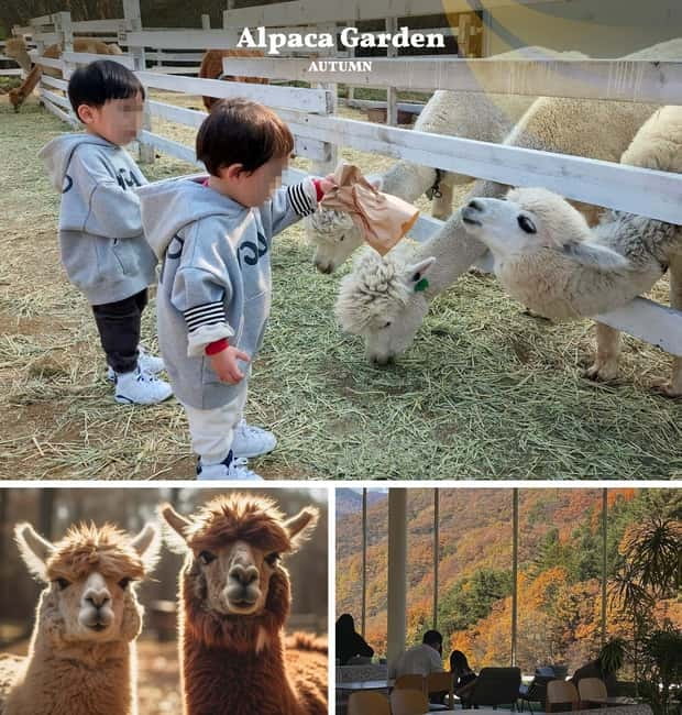 Nami Island, Railbike & Alpaca Garden Day Trip from Seoul - Nami Island in its golden season