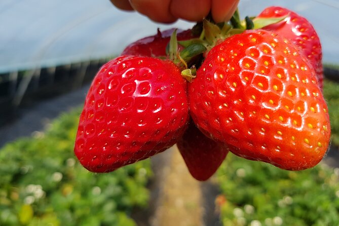 Nami Island & Strawberry Picking and Jam Making & Railbike - What the 400-gram strawberry allowance means