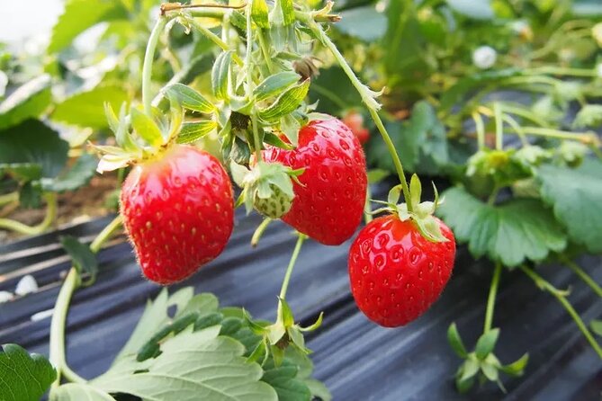 Nami Island & Strawberry Picking and Jam Making & Railbike - Yangsu-ri strawberries and the jam-making stop
